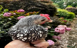 Chickens poultry for sale: Silkie and other chicks,growers and layers - Image 31