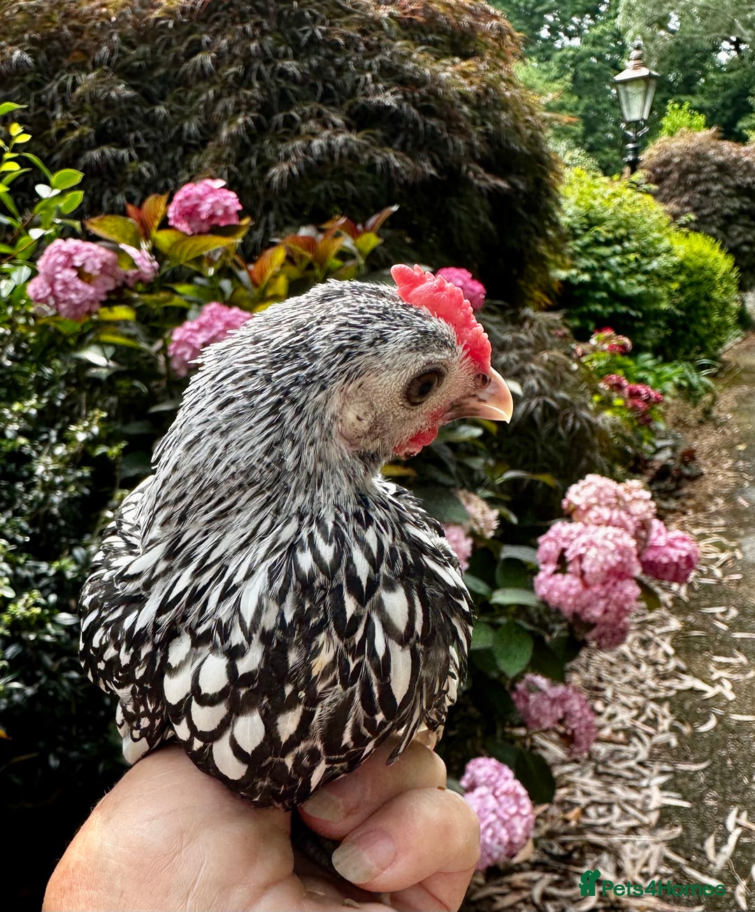 Chickens poultry for sale: Silkie and other chicks,growers and layers - Image 31