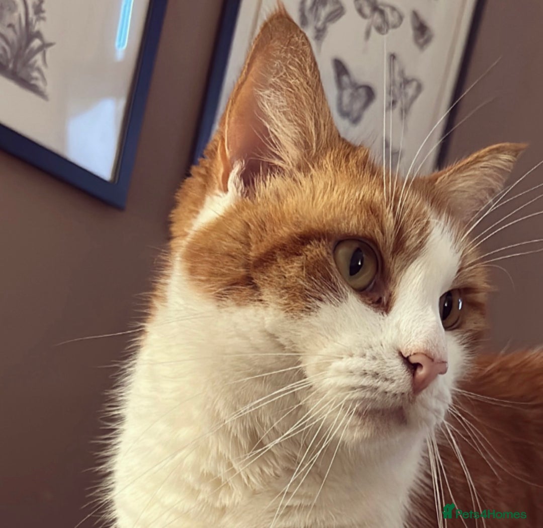 Domestic Shorthair cats for sale: Momie the Foodie - Advert 1