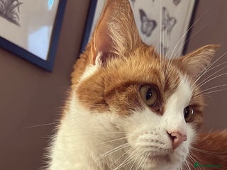 Domestic Shorthair cats Momie the Foodie - Advert 2