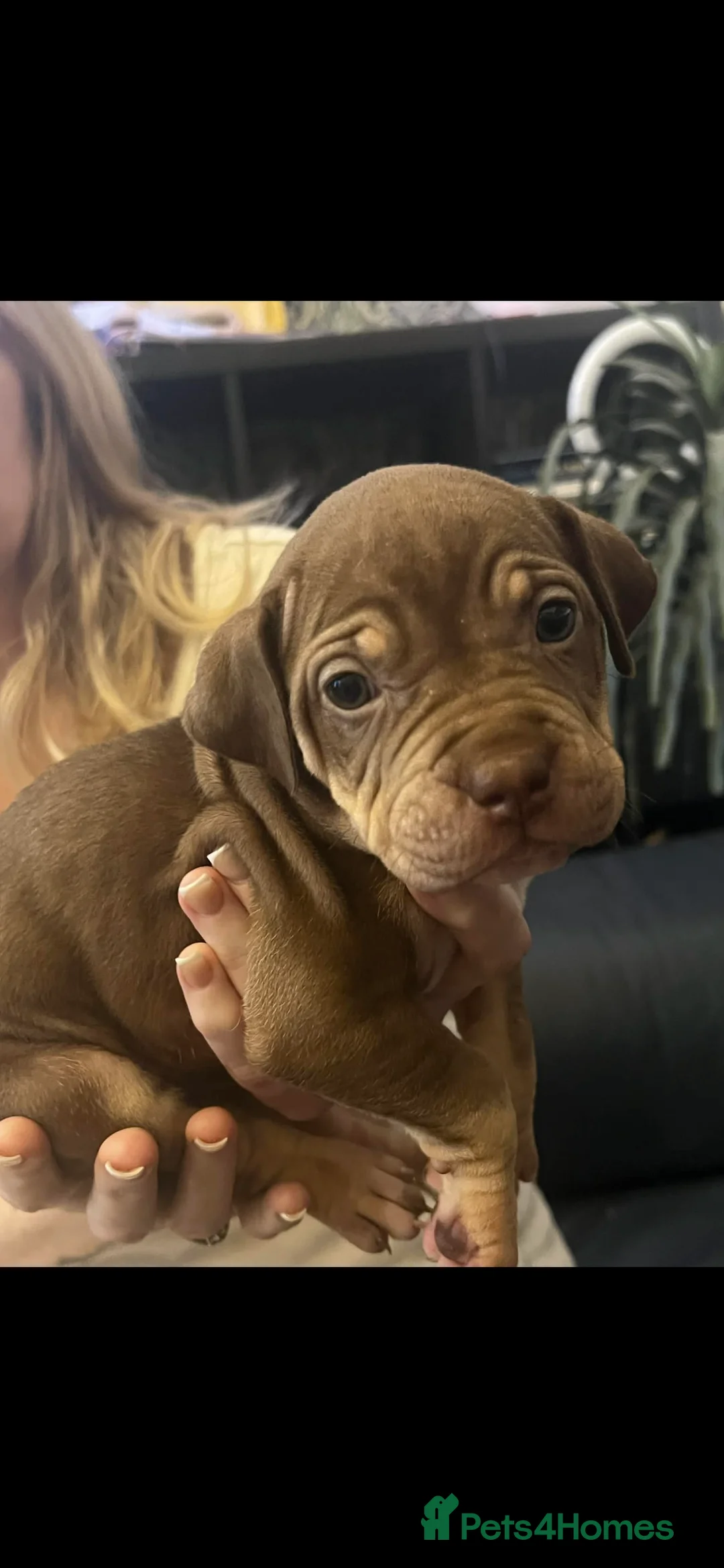 Mixed Breed dogs for sale: Shar pei x pocket bully - Advert 3