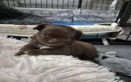 Chihuahua dogs for sale: Stunning KC registered long coat chihuahuas boys - Image 12