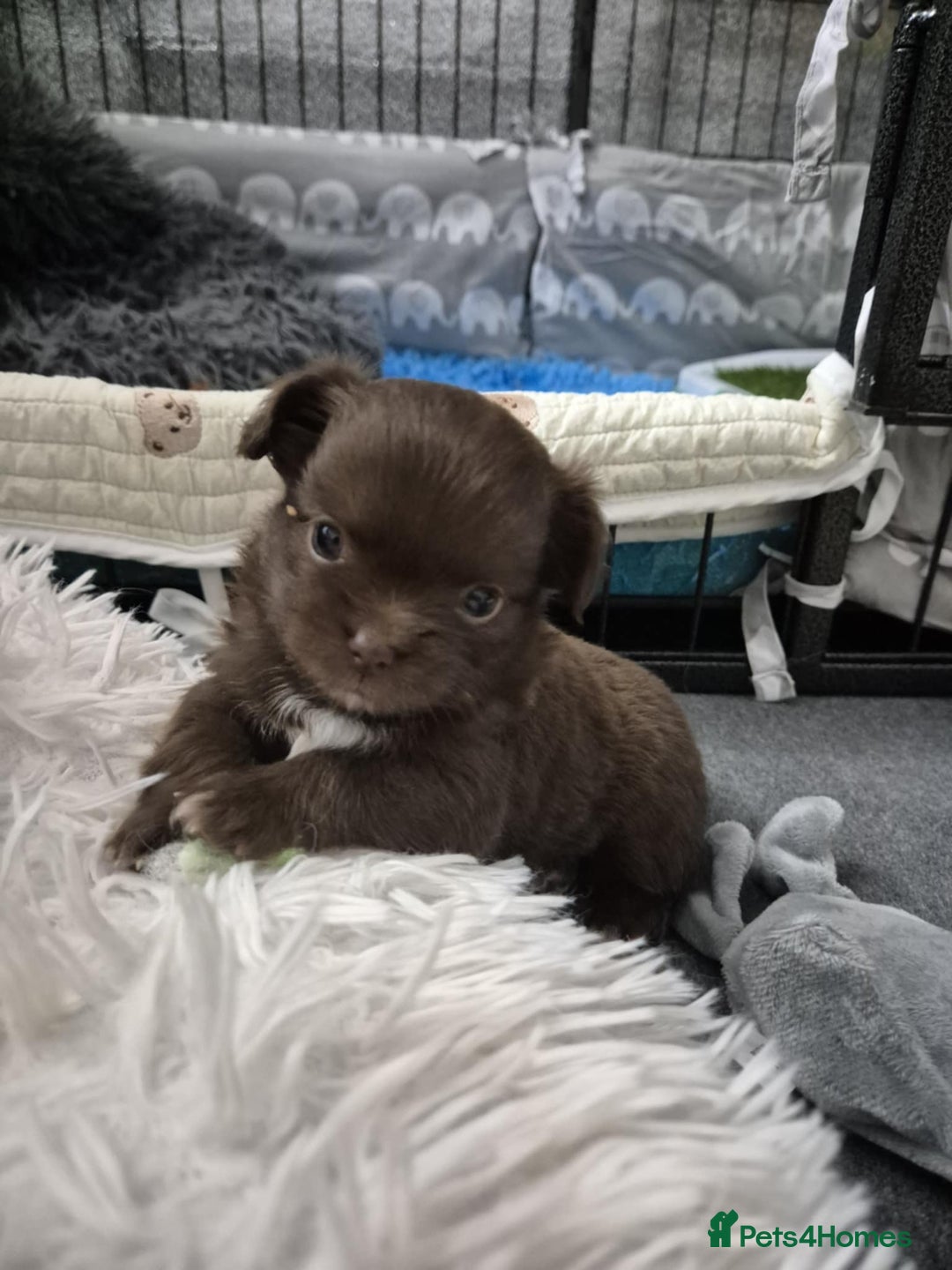Chihuahua dogs for sale: Stunning KC registered long coat chihuahuas boys - Image 12