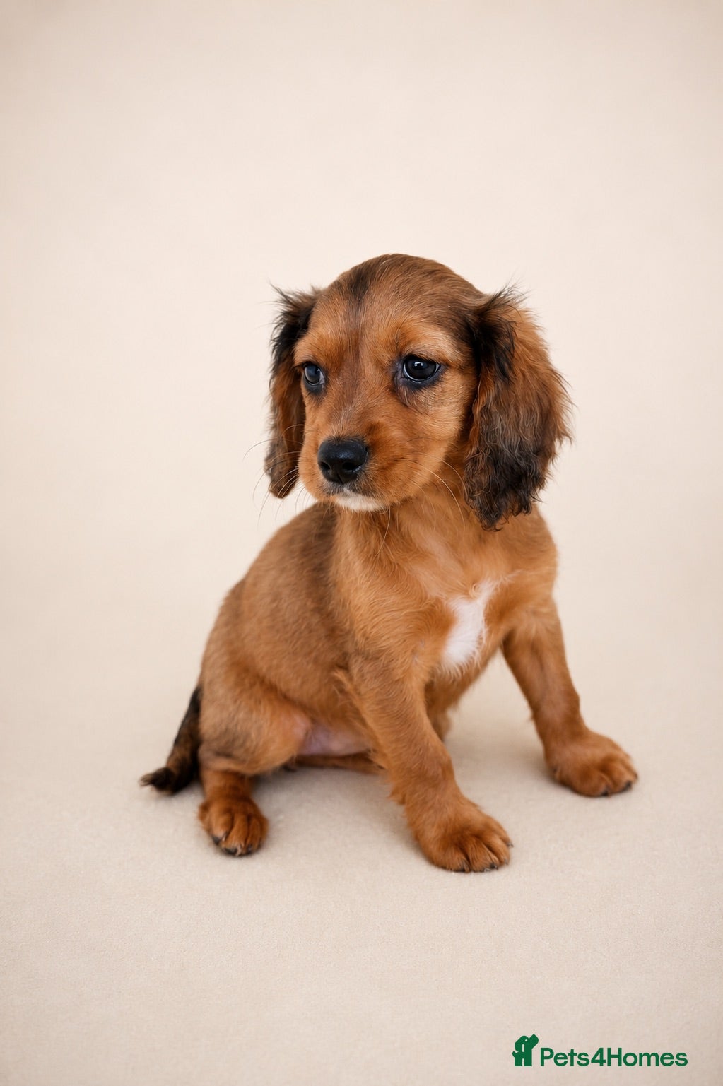 Mixed Breed dogs Cavacockpoos ready to leave now!  - Advert 1