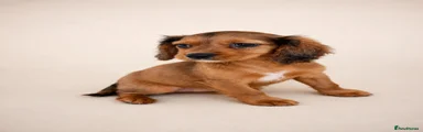 Mixed Breed 3