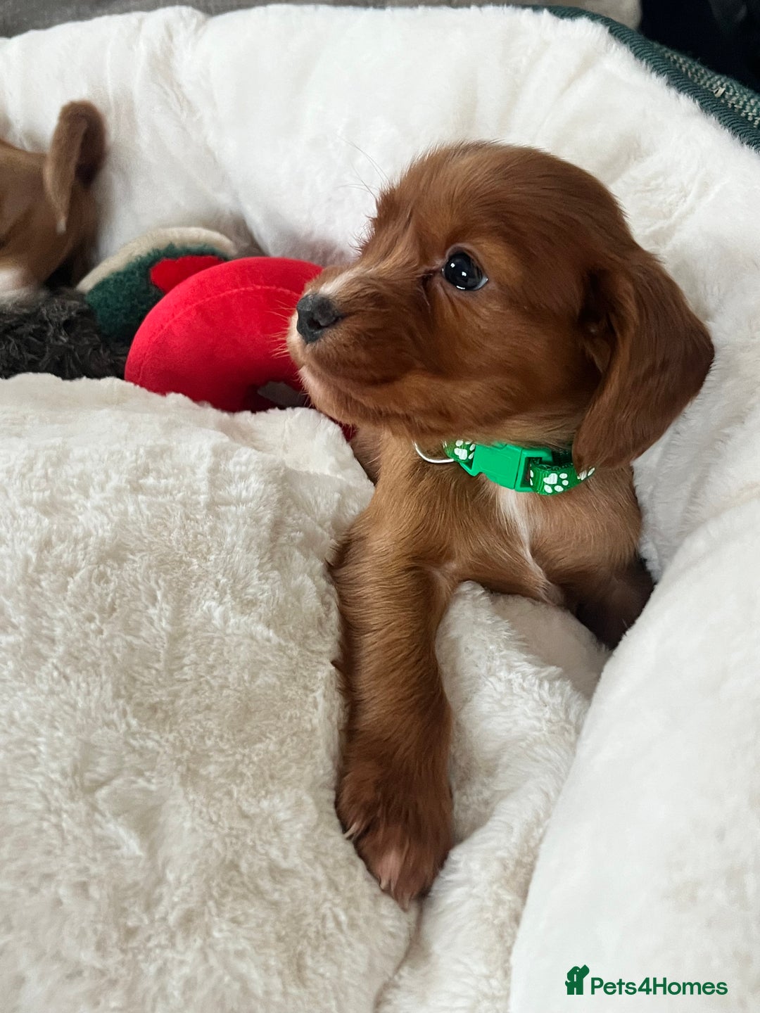 Cocker Spaniel dogs for sale: fox red cocker spaniels health tested  - Advert 8
