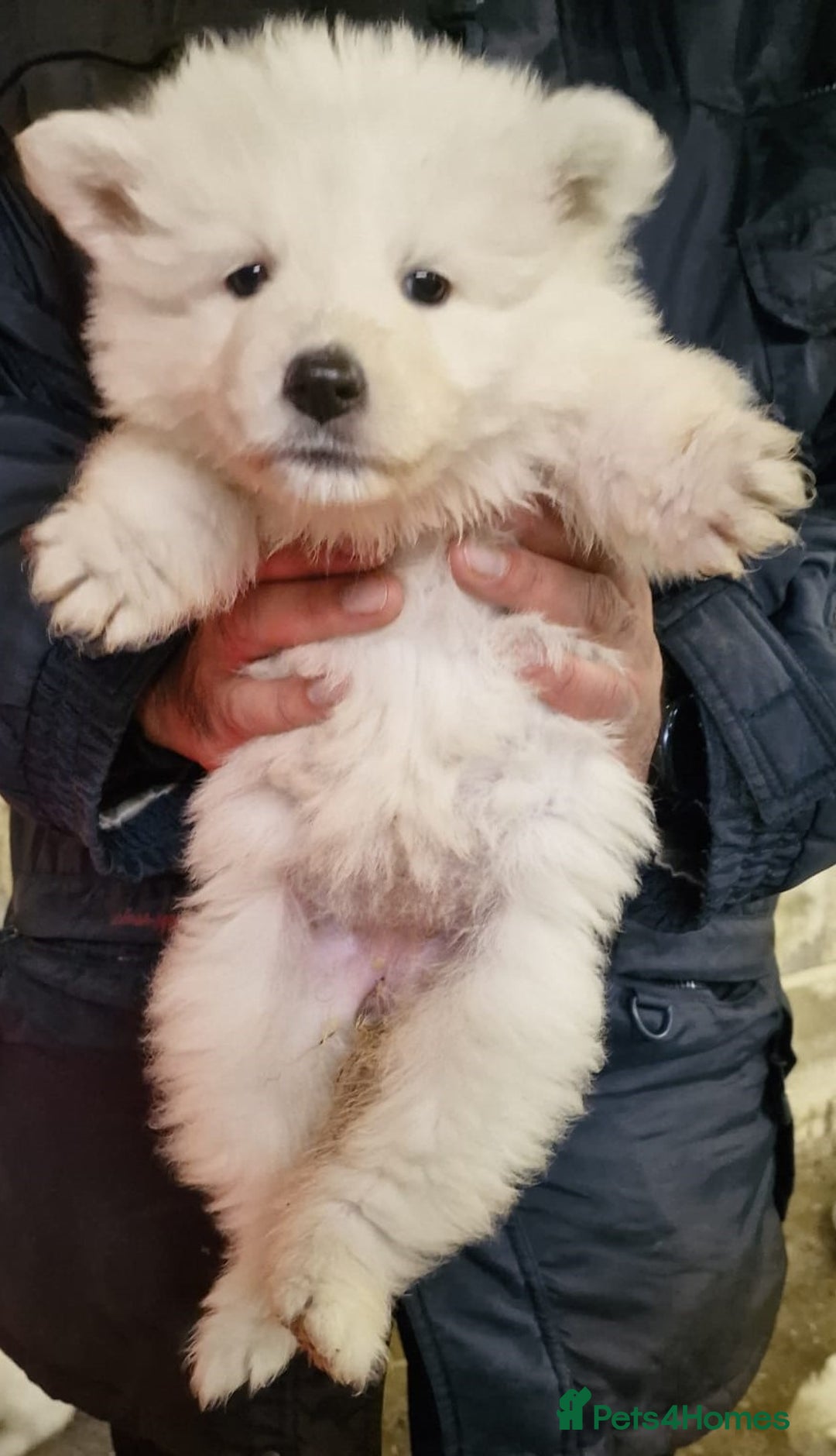 German Shepherd dogs for sale: KC White Long Hair Shepherd Pupp's– Champion Lines - Advert 8