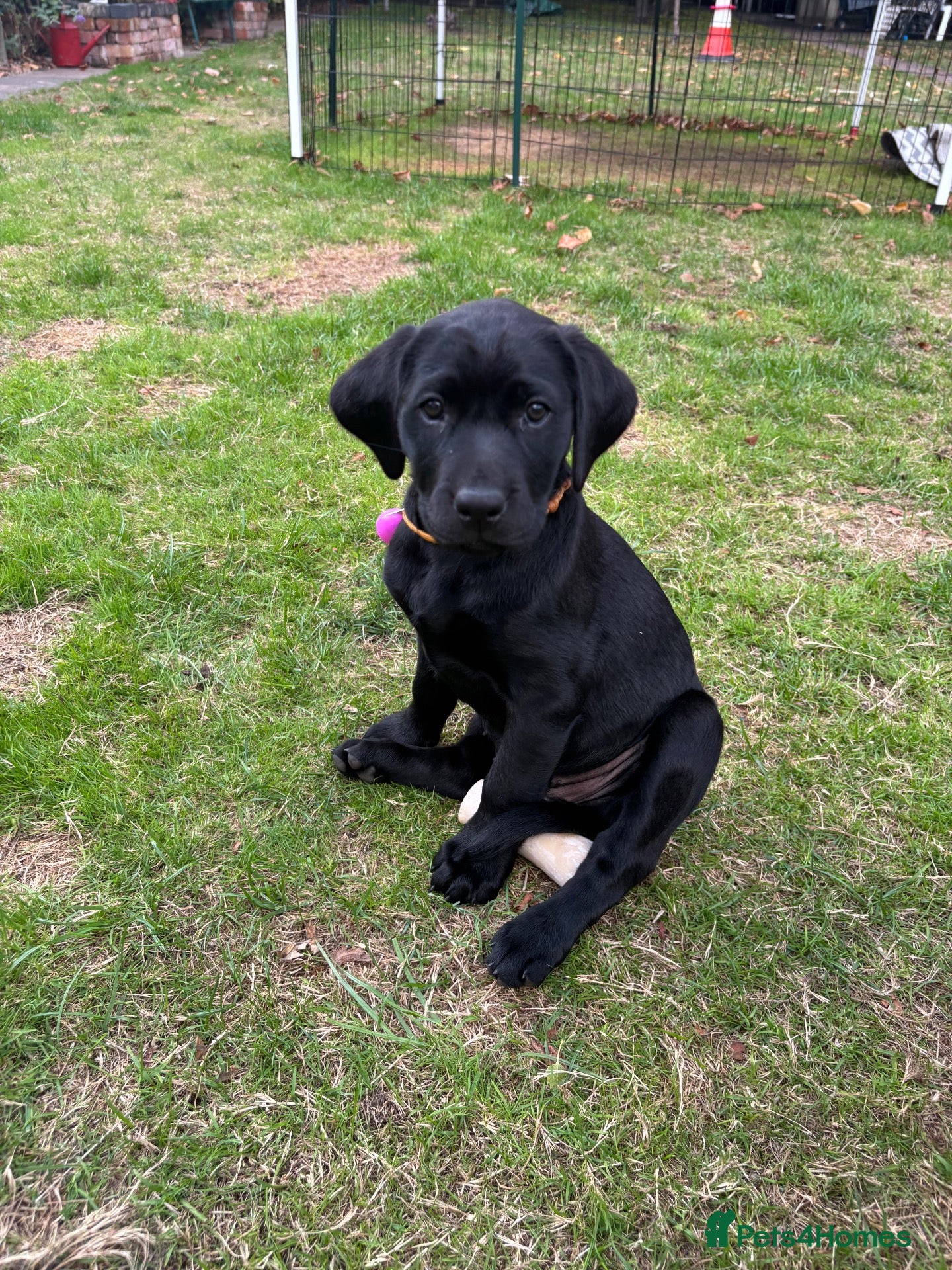Labrador Retriever dogs Black Labrador pups, KC, dna tests, great scores - Advert 2