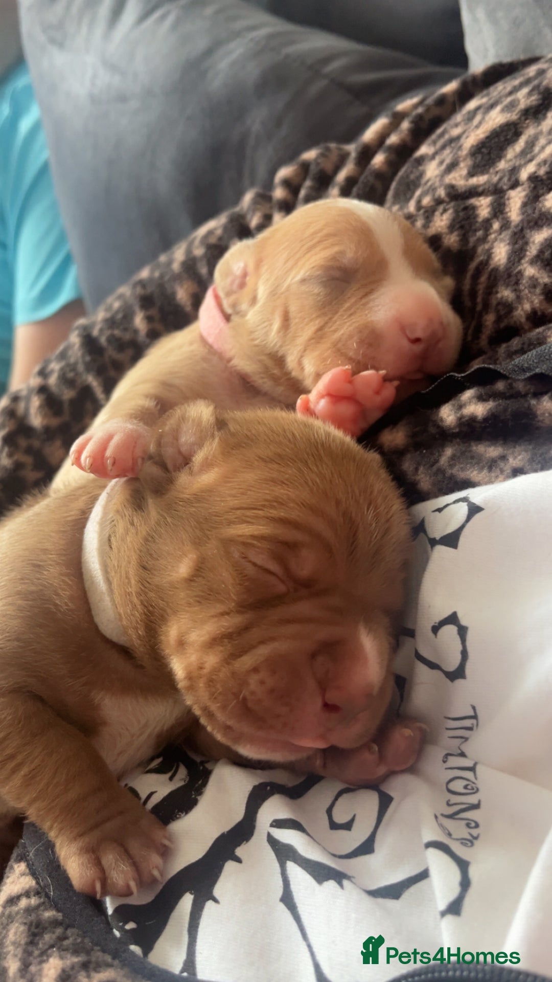 Mixed Breed dogs for sale: Staffy mix pups  - Image 27