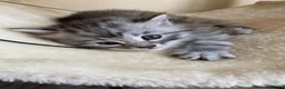 Siberian cats for sale: Siberian x Siberian Neva Masquerade Kittens - Advert 24