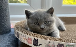 British Shorthair cats for sale: 5 playful blue British short hair kittens  - Image 4