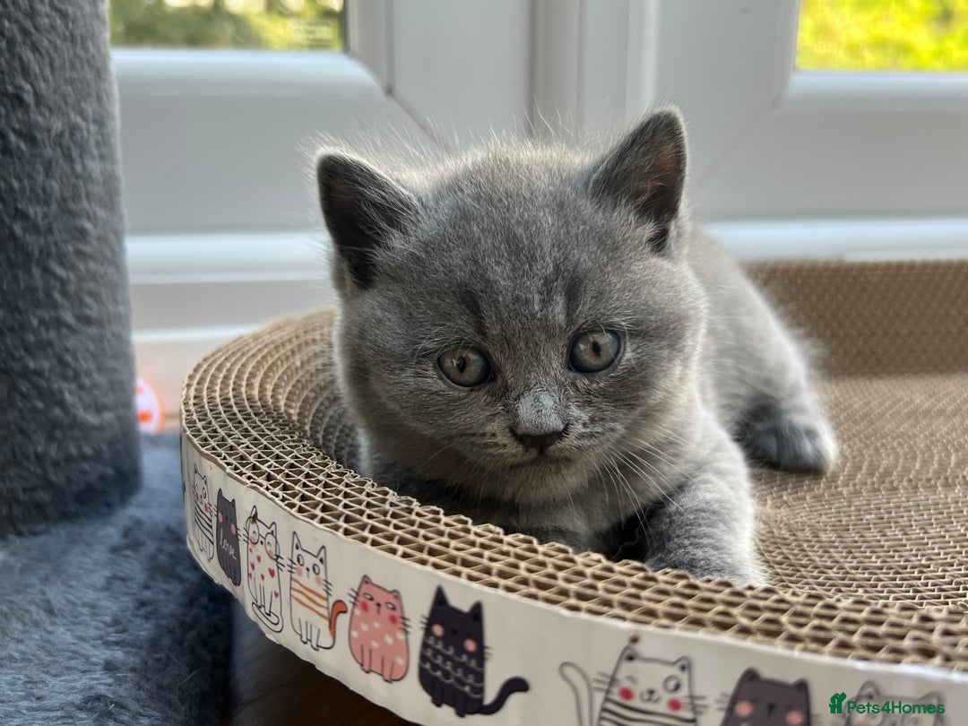 British Shorthair cats for sale: 5 playful blue British short hair kittens  - Image 4