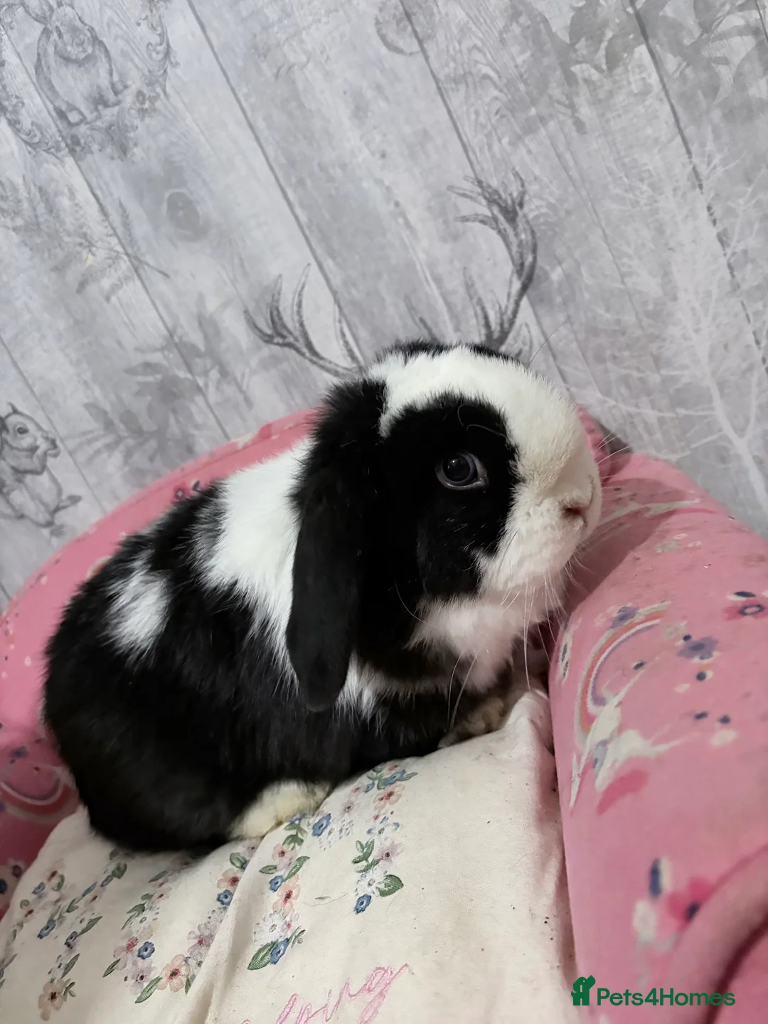Mini Lop rabbits for sale: Mini lop babies 🐰  - Advert 14