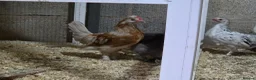 Chickens poultry for sale: Farm Chicks , Adult Layers & Cockerels 12 Breeds - Advert 1