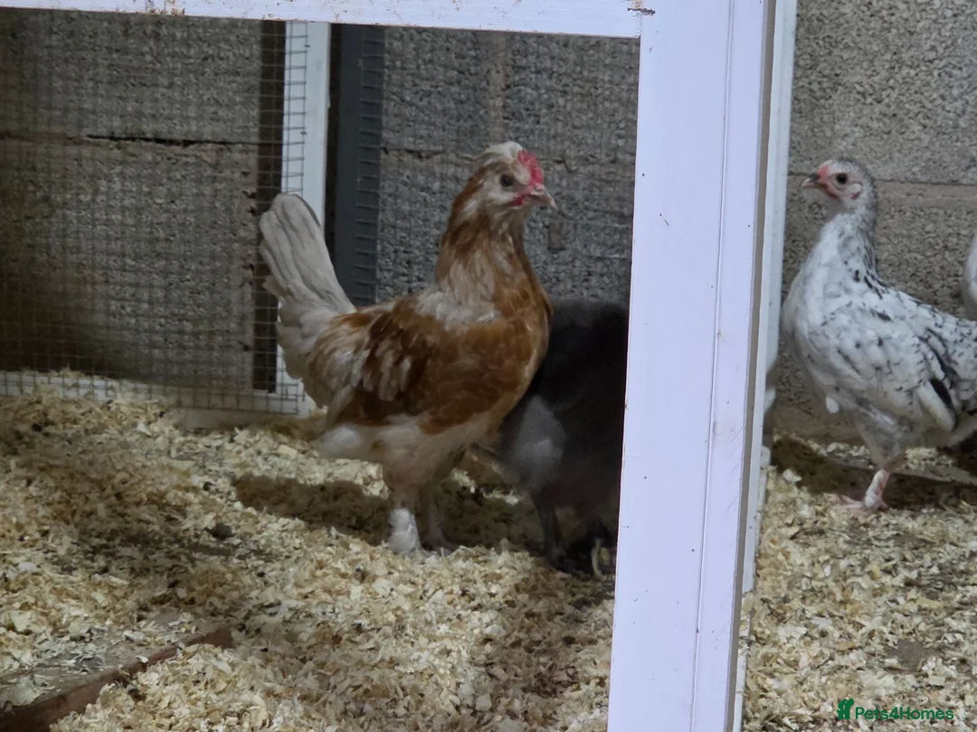 Chickens poultry for sale: Farm Chicks , Adult Layers & Cockerels 12 Breeds - Advert 1