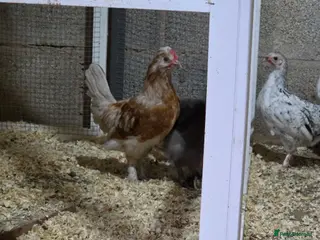 Chickens poultry Farm Chicks , Adult Layers & Cockerels 12 Breeds - Advert 1