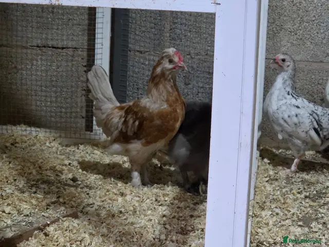 Chickens poultry Farm Chicks , Adult Layers & Cockerels 12 Breeds - Advert 5