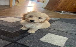 Cocker Spaniel dogs for sale: Cocker spaniel  - Image 2