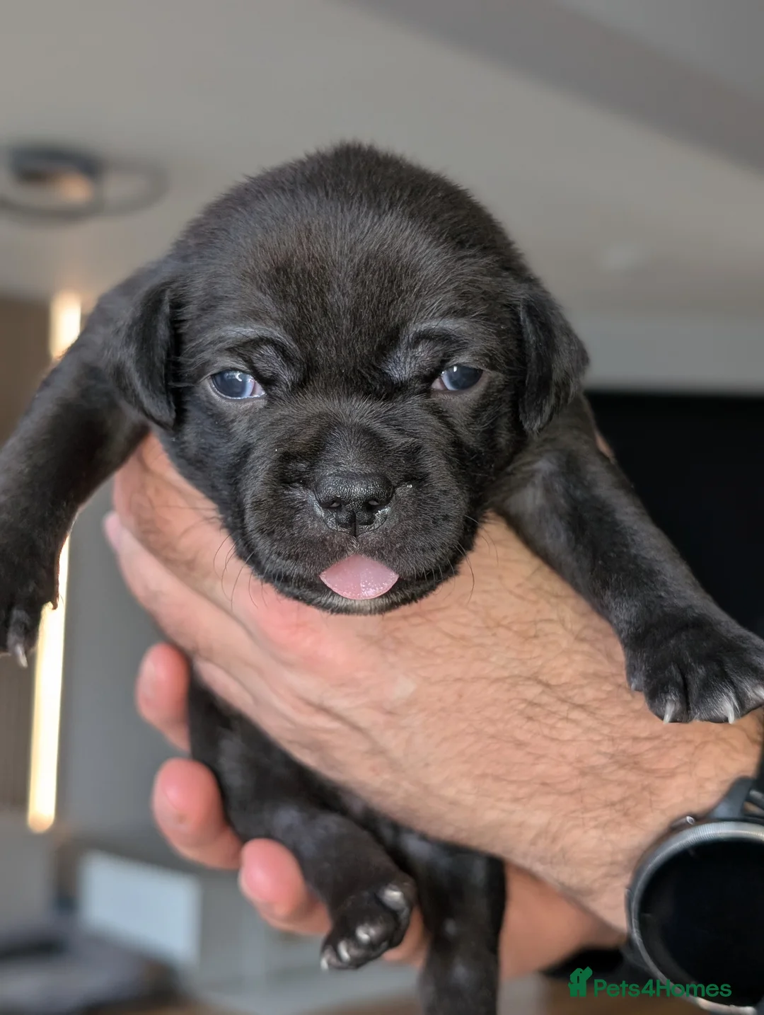 Staffordshire Bull Terrier dogs for sale: **CHAMPION VALGLO BLOODLINE STAFFORD LITTER** - Advert 5