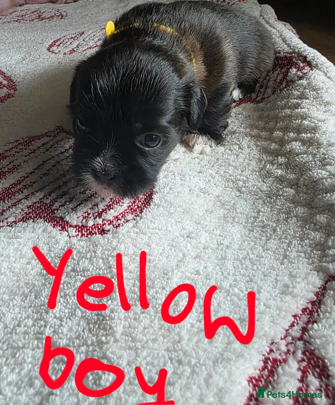 Shih Tzu dogs for sale: Puppy in Walsall - Advert 2