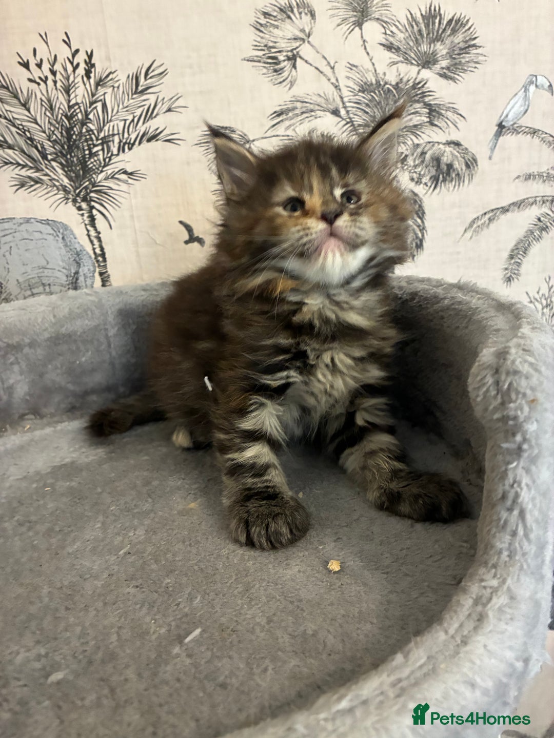 Maine Coon cats for sale: Maine Coon Kittens - Advert 3
