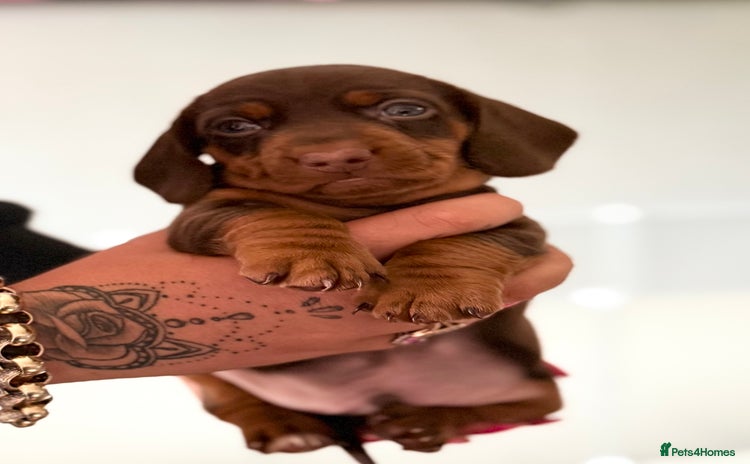 Miniature Dachshund dogs - Advert 14