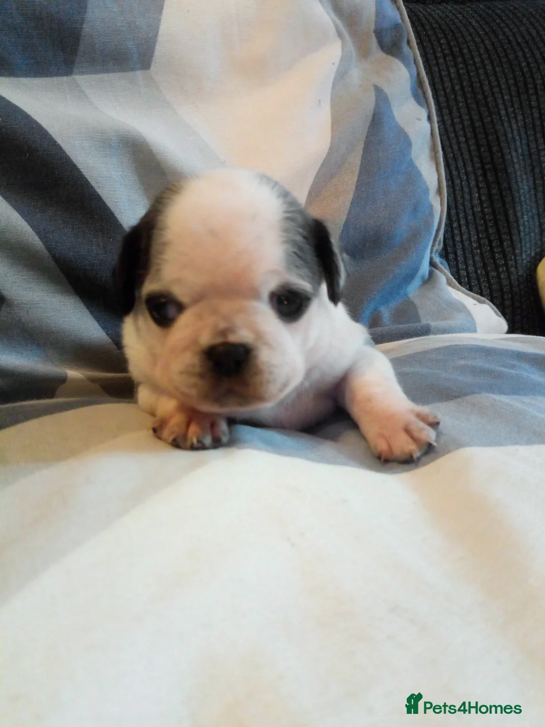 Pug dogs for sale: Pug puppies  - Advert 13