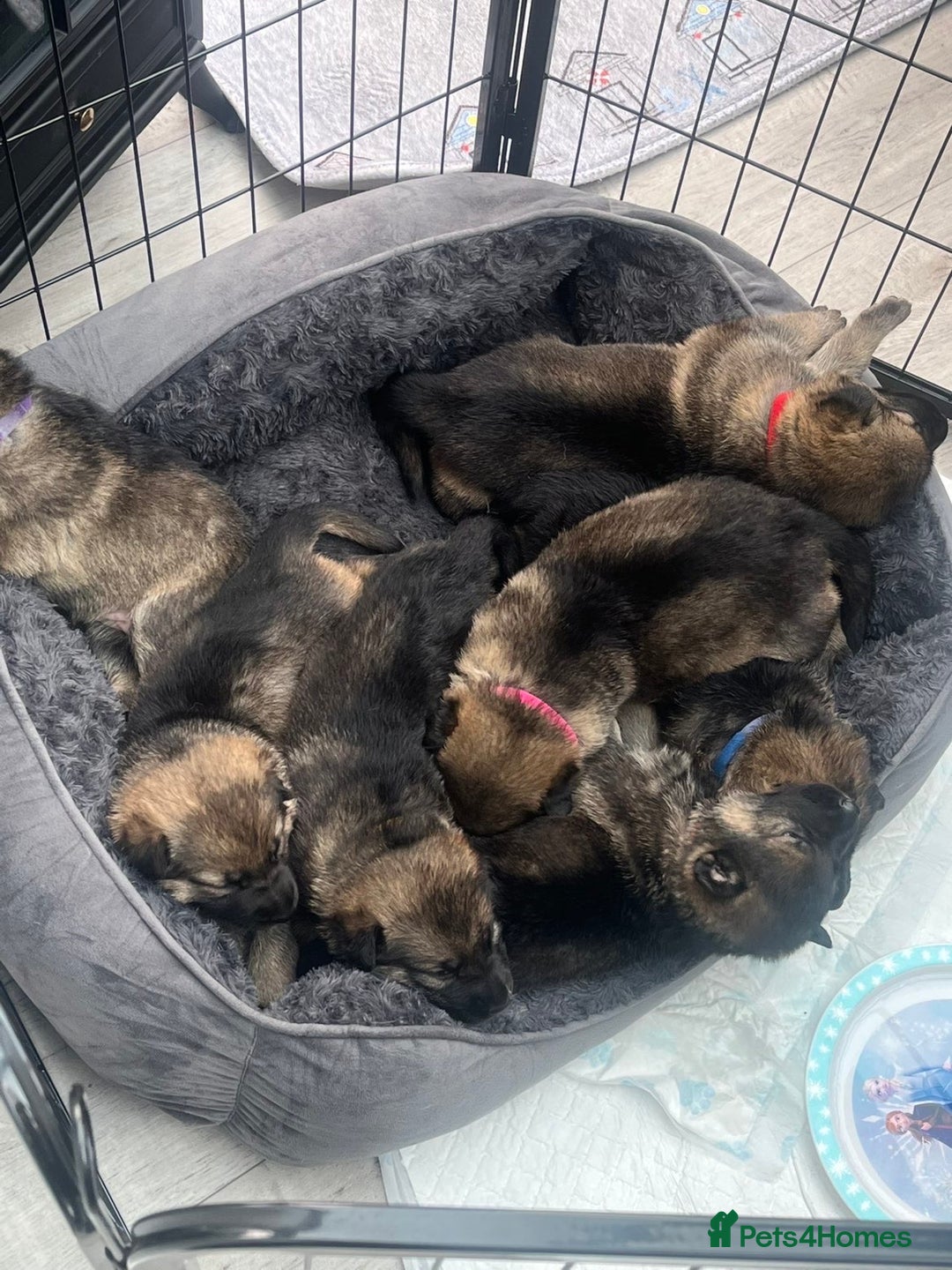 German Shepherd dogs for sale: German Shepherd Puppy  - Image 6