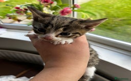 Mixed Breed cats for sale: Kittens for sale - Image 25