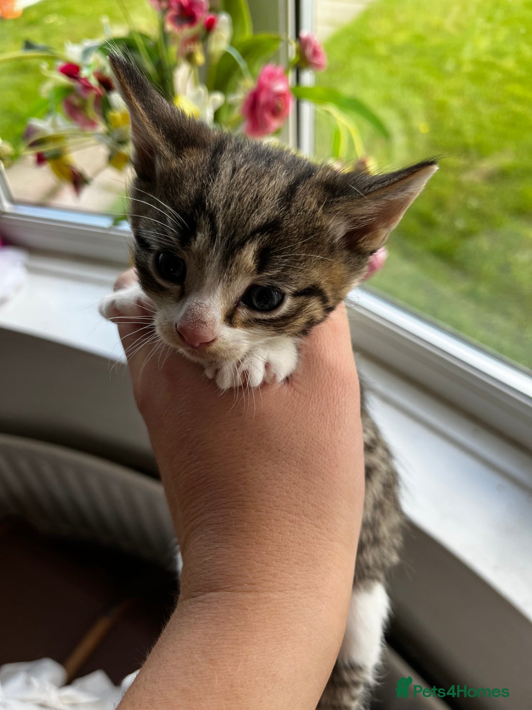 Mixed Breed cats for sale: Kittens for sale - Image 25