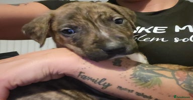 Mixed Breed dogs - Advert 14