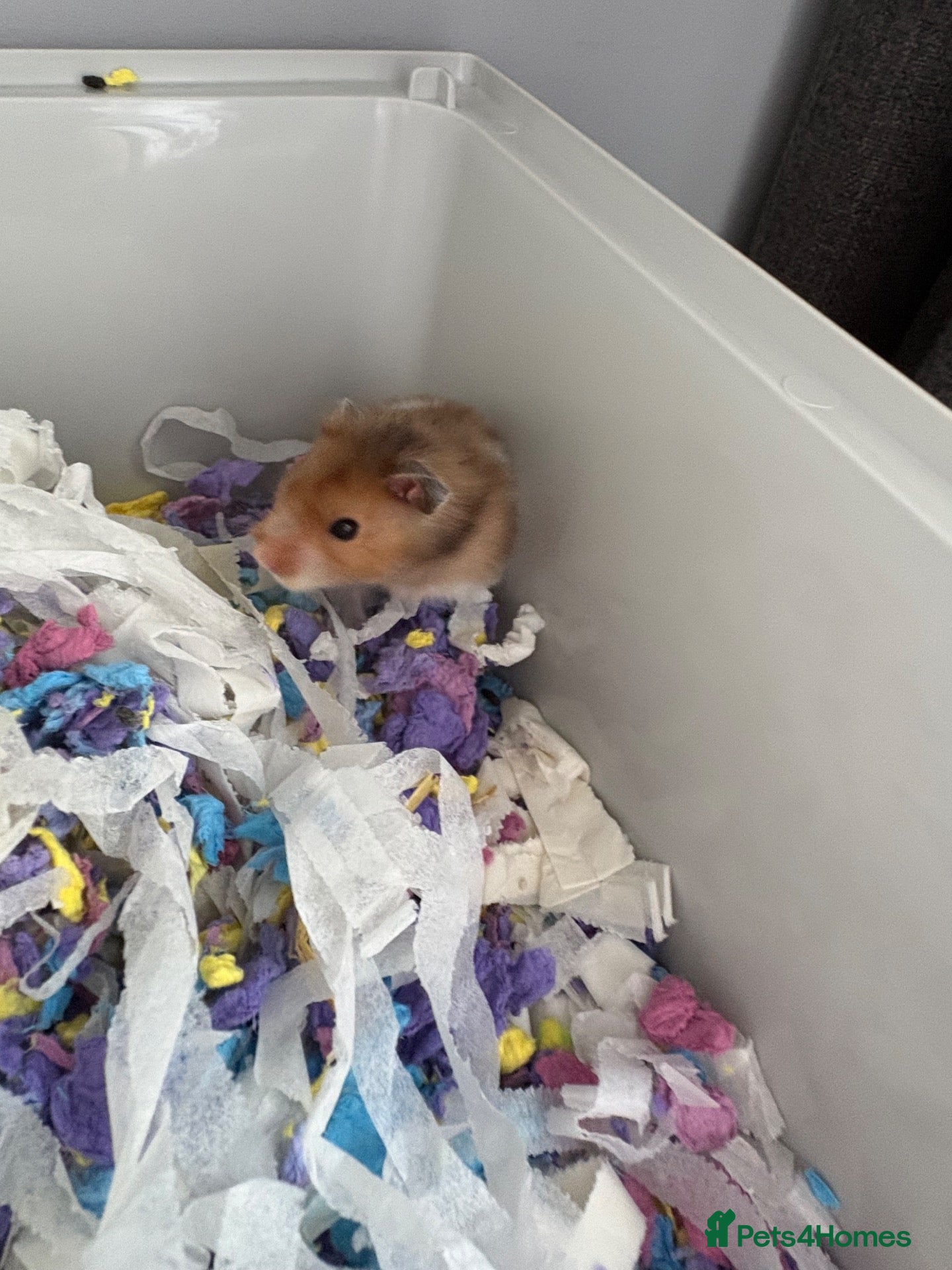 Hamster rodents Syrian Hamster Including Cage, Food, wool - Advert 1