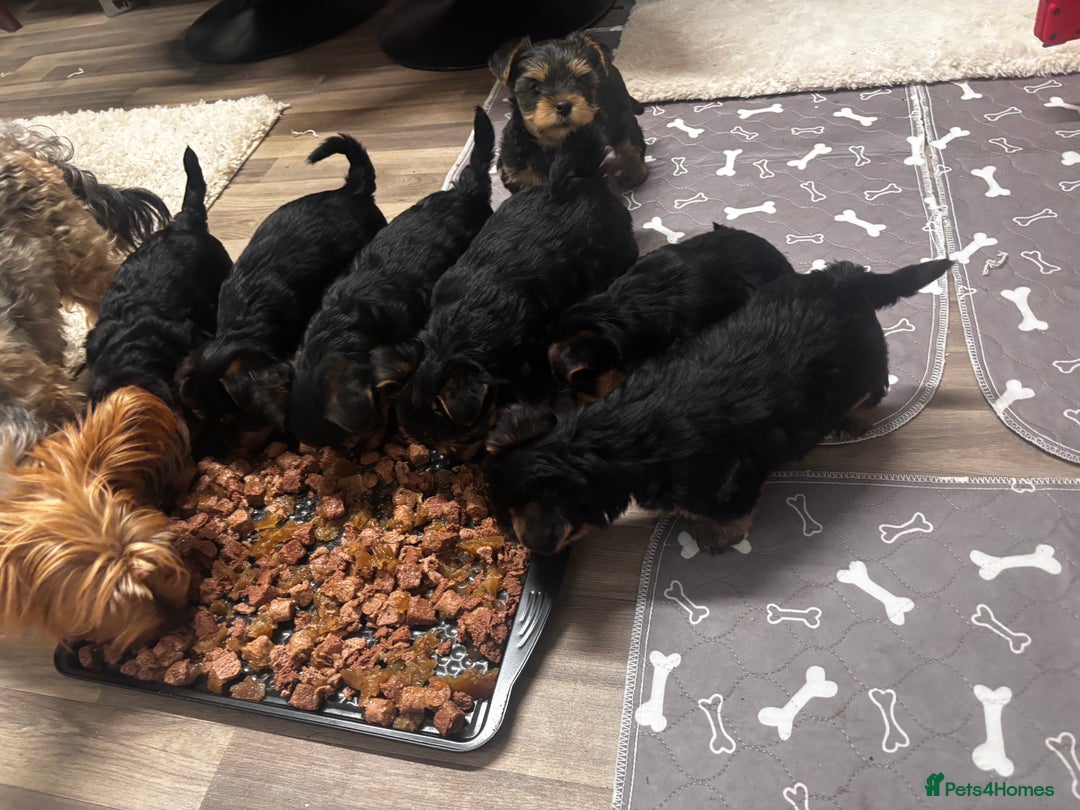 Yorkshire Terrier dogs for sale: Puppy🐶 - Advert 5