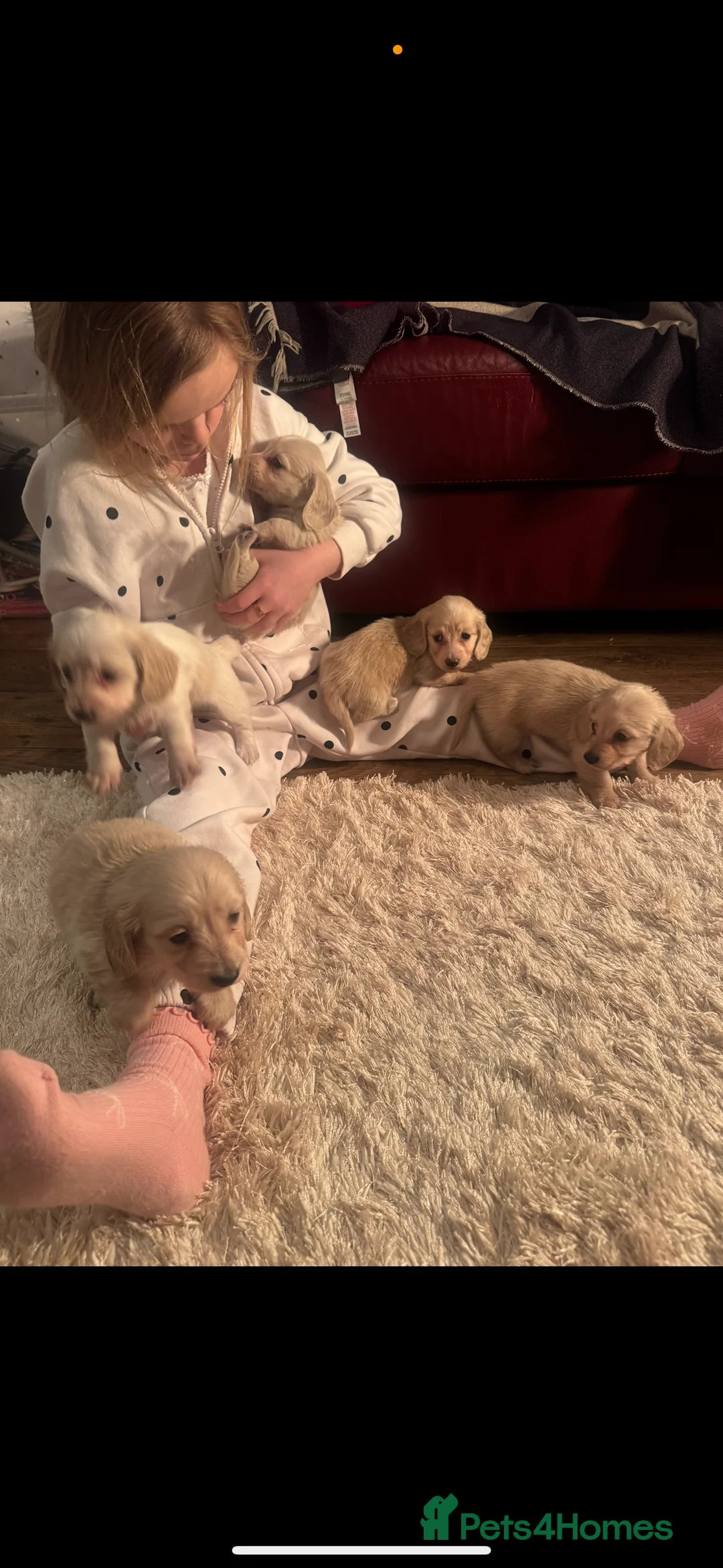 Miniature Dachshund dogs for sale: Miniature long haired cream dachshund puppies  - Advert 6