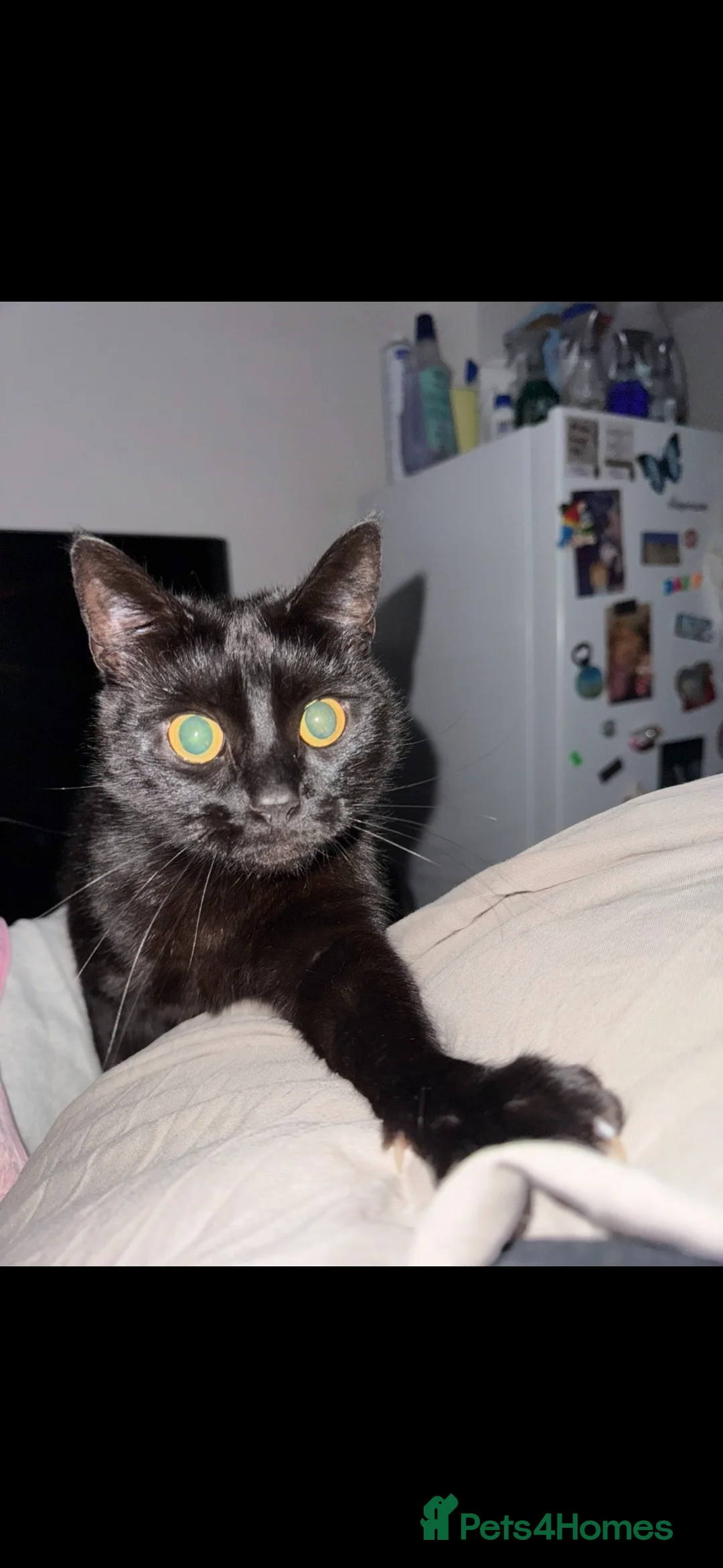 Mixed Breed cats for sale: Female Indoor Cat Loving Home Needed - Advert 2