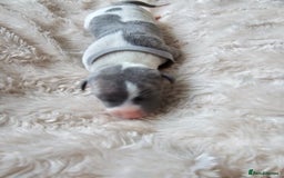 Whippet dogs for sale: Rare colours full pedigree KC Reg whippet pups  - Image 4