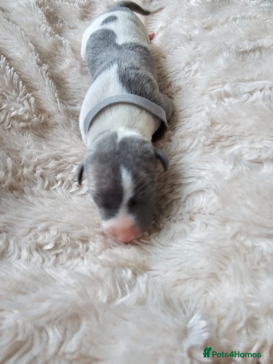 Whippet dogs for sale: Rare colours full pedigree KC Reg whippet pups  - Image 4