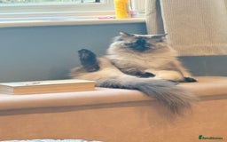 Ragdoll cats for sale: Ragdoll female  - Image 1