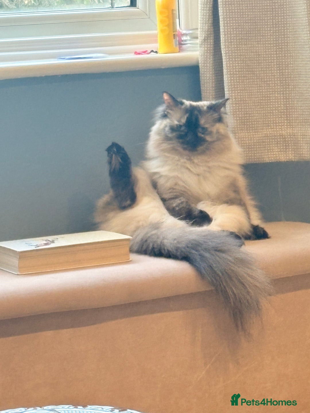 Ragdoll cats for sale: Ragdoll female  - Image 1