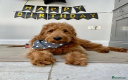 Mini Goldendoodle dogs for sale: F1 pups by POLICE Dog Trainer / Council Licensed  - Image 25