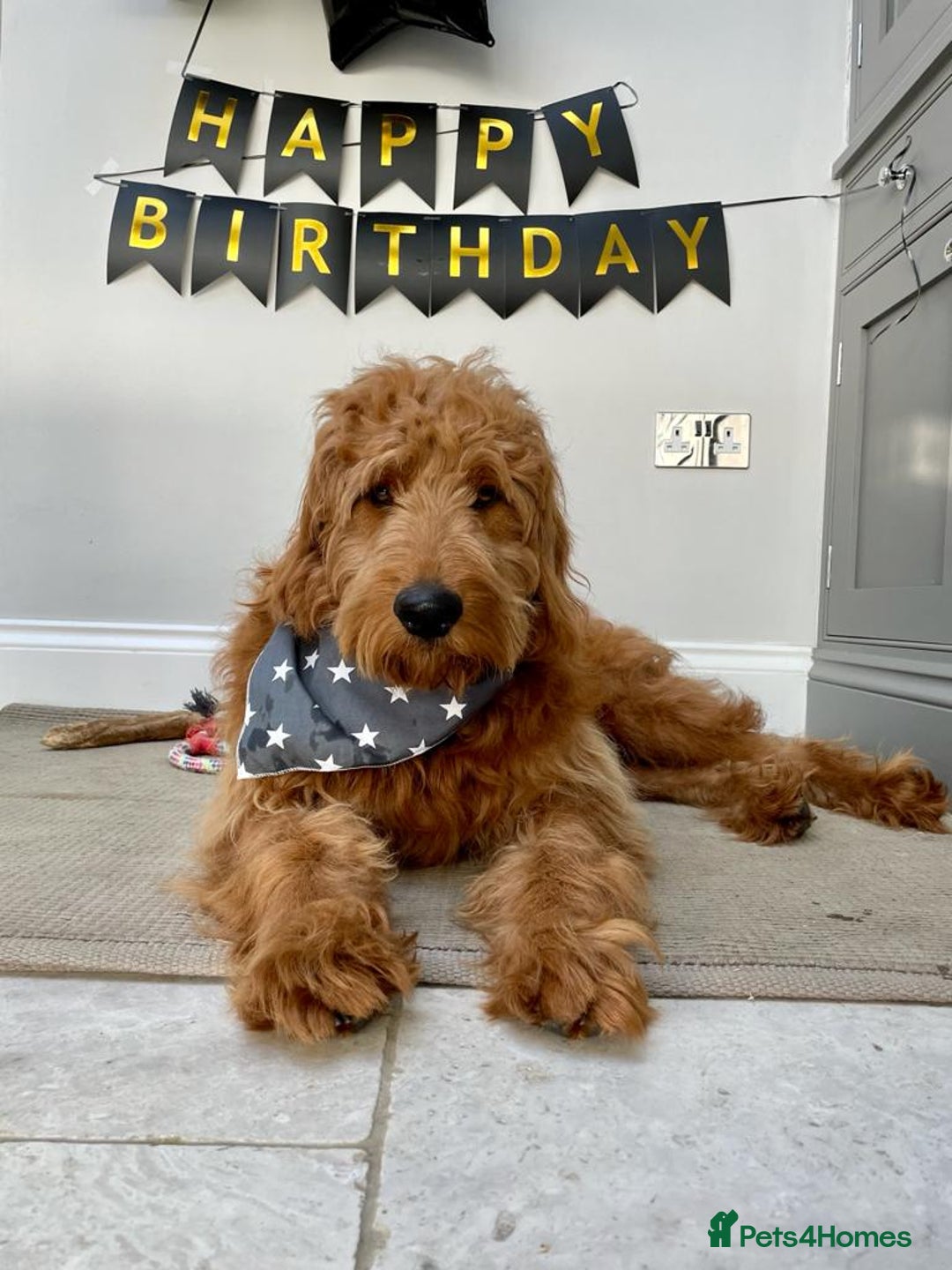 Mini Goldendoodle dogs for sale: F1 pups by POLICE Dog Trainer / Council Licensed  - Image 25