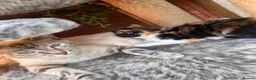Mixed Breed cats for sale: Beautiful kittens for sale  - Advert 15