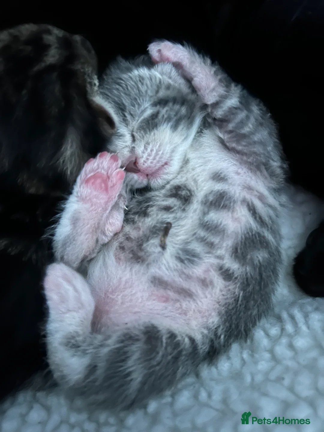 Mixed Breed cats for sale: 3 beautiful kittens for sale  in Ormskirk - Advert 2