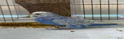 Budgerigars birds for sale: Male Budgie - please read description  in Chipping Norton - Advert 3
