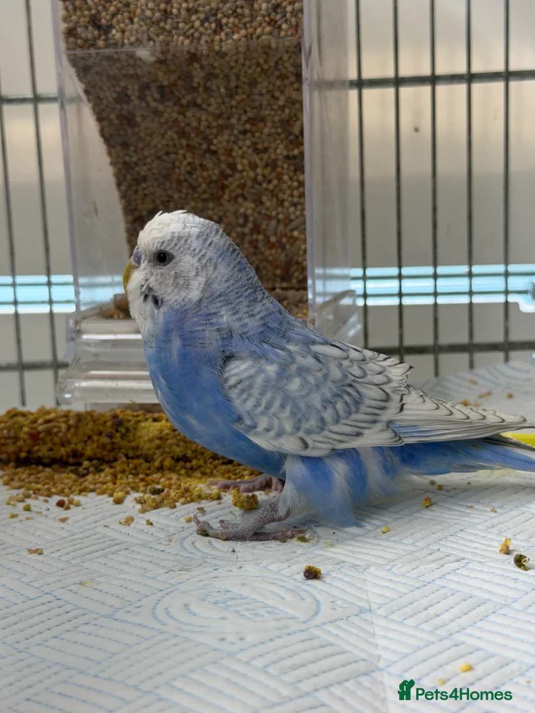 Budgerigars birds for sale: Male Budgie - please read description  in Chipping Norton - Advert 3