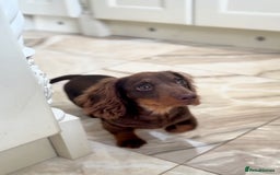 Miniature Dachshund dogs for sale: Long haired mini dachshunds  in Southport - Image 1