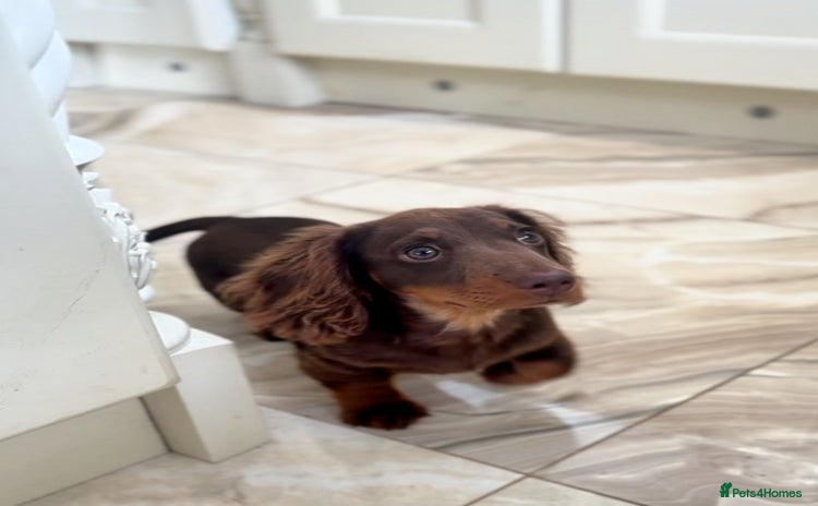 Miniature Dachshund dogs in Southport - Advert 5