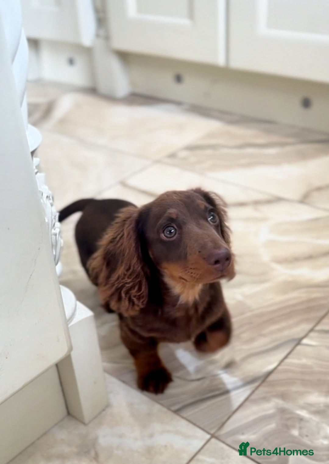 Miniature Dachshund dogs for sale: Long haired mini dachshunds  in Southport - Image 1