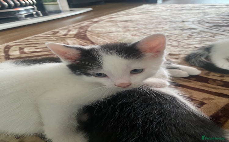 Domestic Shorthair cats - Advert 1