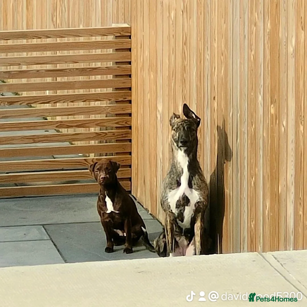 Lurcher dogs for sale: Bull x lurcher for sale - Advert 3